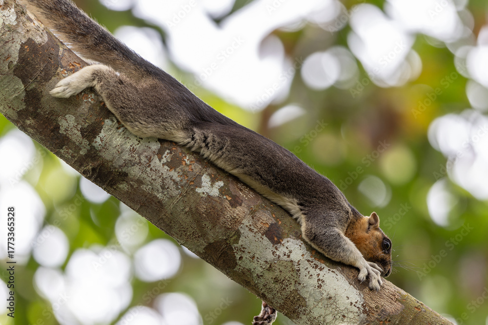 Obraz premium Cream-Colored Giant Squirrel moving on a tree branch, searching for food in lush green canopy