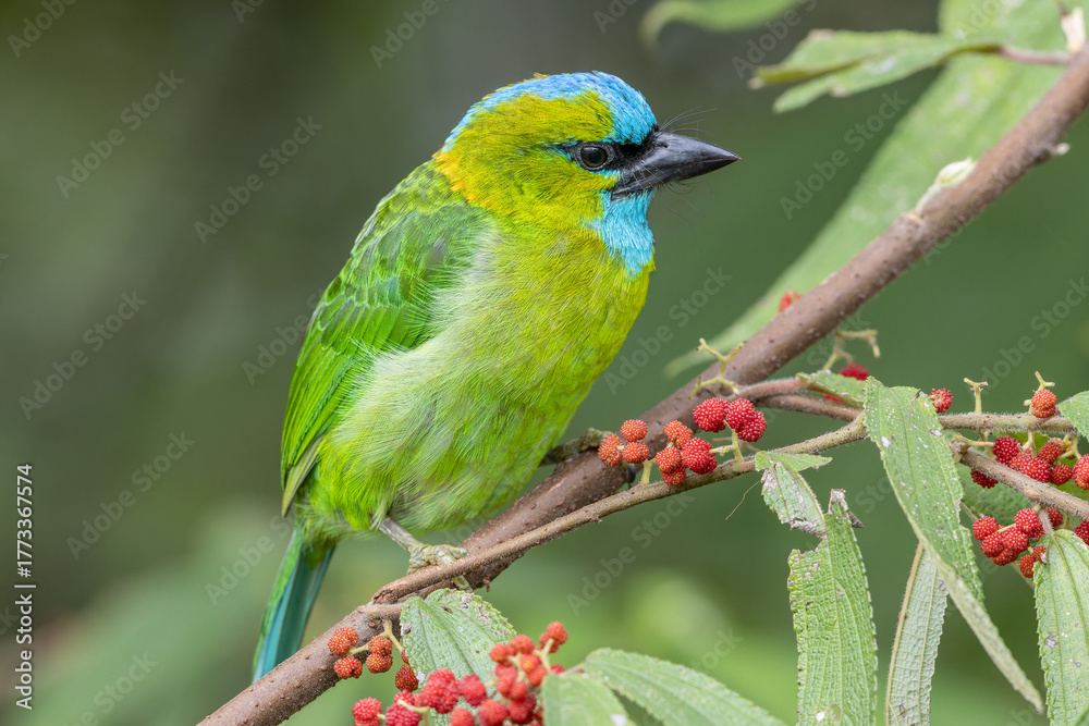 Obraz premium Golden-naped barbet displaying its vibrant plumage while perched on a branch