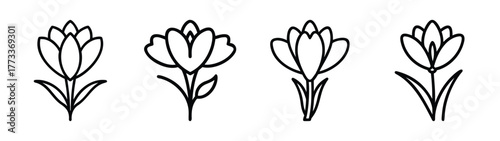 Four delicate hand drawn crocus flower icons simple botanical line art designs