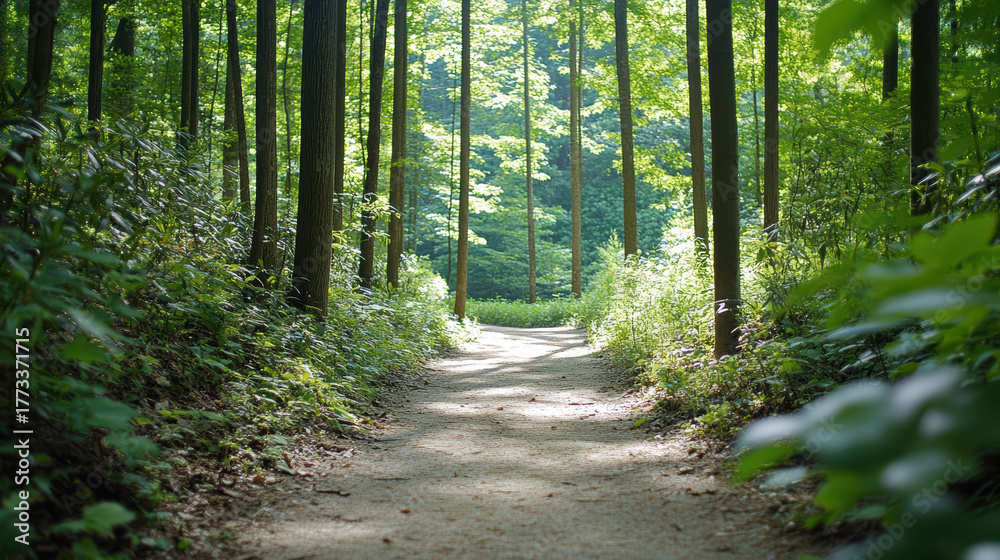 Fototapeta premium Lush green forest with narrow trail surrounded by tall trees and sunlight filtering through