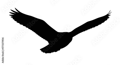 Silhouette of a bird with wings spread wide in flight