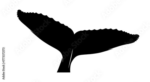 Black silhouette of a humpback whale tail fluke