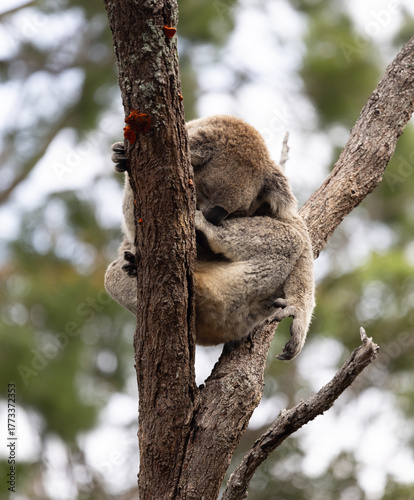 Canvas Print Koala
