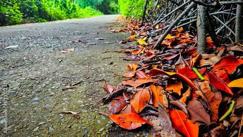red fall leaves beside rural road in mangroves forest park landscape.