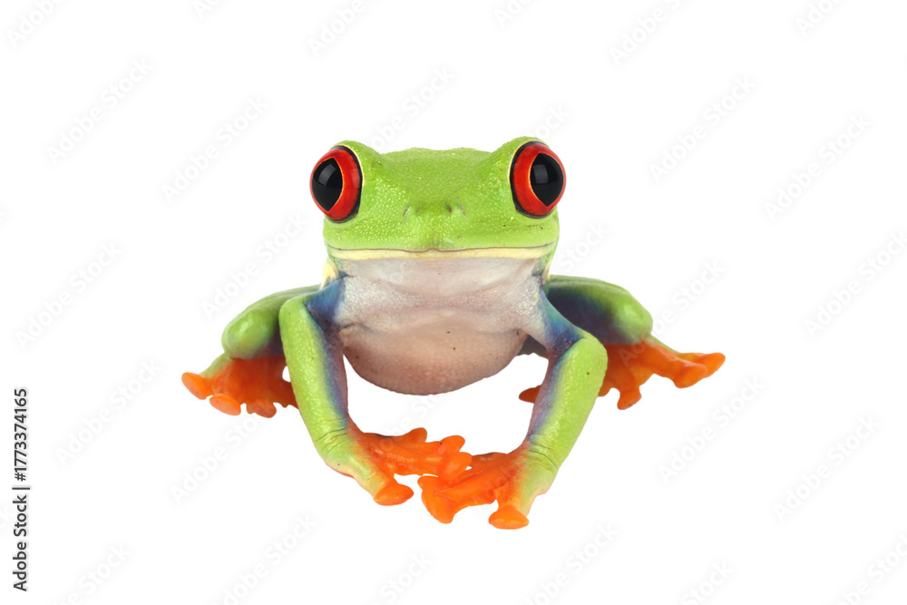 Fototapeta premium Red-eyed tree frog (Agalychnis callidryas) isolated on transparent background. Bright green tropical amphibian with vivid red eyes and orange feet, symbolizing exotic wildlife and biodiversity.