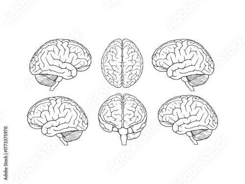 Illustration of human brain in different views hand drawn anatomical illustration in vintage style medical design
