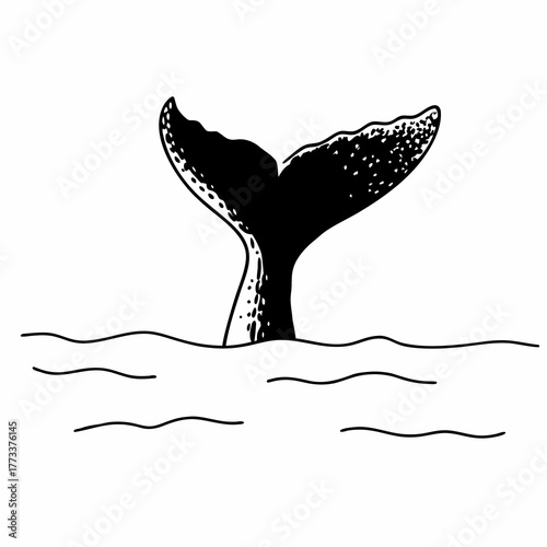 whale tail emerging from ocean