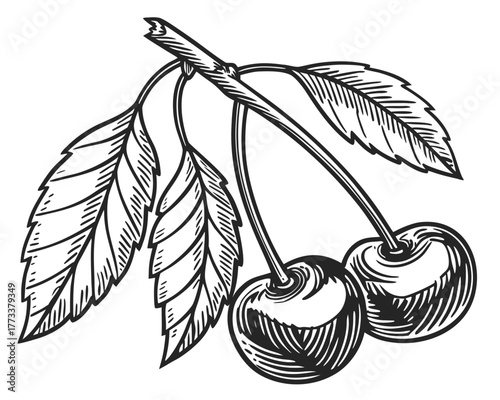 Illustration of two cherries hanging from a branch with leaves in a detailed line drawing style created with generated ai