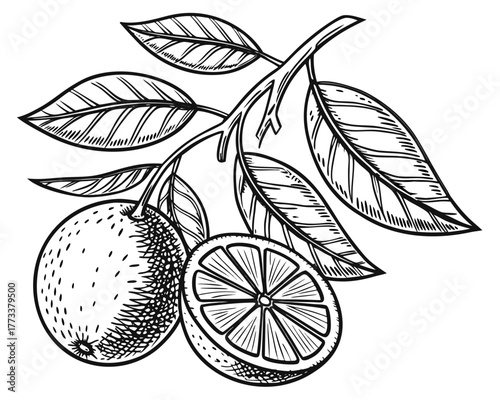Illustration of oranges on a branch with leaves in black and white detailed line drawing style art design created with generated ai