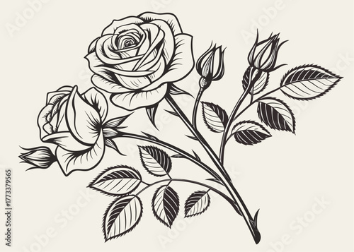 Detailed line art illustration of roses with buds and leaves on a light background design element created with generated ai