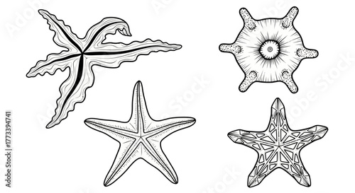 Starfish collection with transparent background