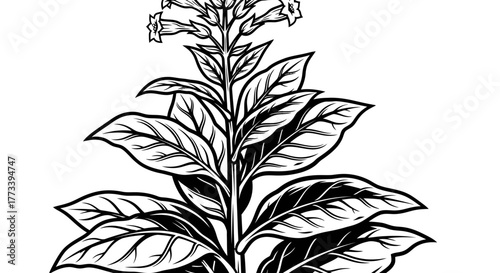 Tobacco plant with detailed leaves and flowers