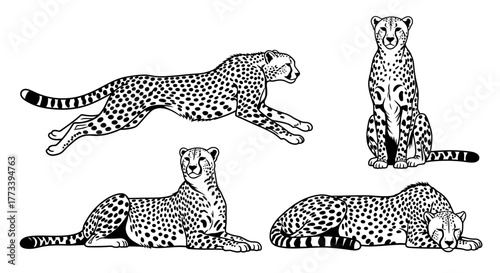 Cheetah poses collection in black and white