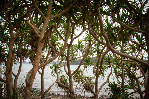奄美大島の海辺のアダン樹。