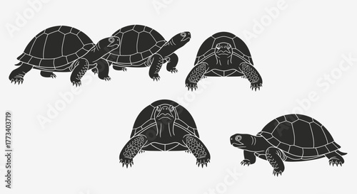 Turtles in various poses with transparent background