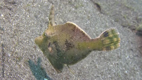 Hajam Filefish is changing its body color