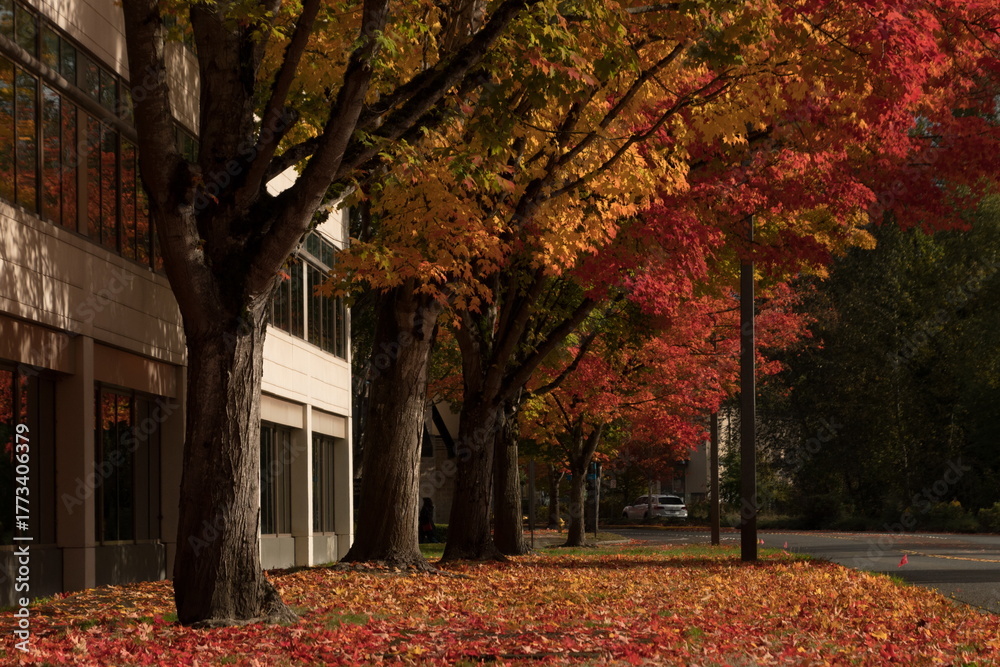 Naklejka premium Tree-Lined Street in Autumn, Redmond, Washington
