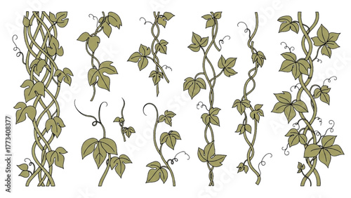 A beautiful collection of hand-drawn climbing ivy vine illustrations with green leaves