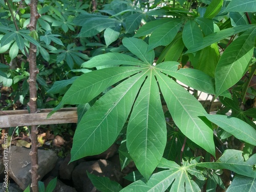 Cassava Leaf Texture in Organic Farm Environment