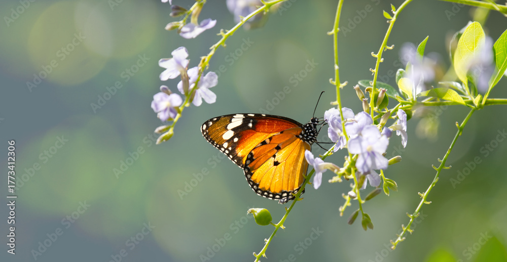 Obraz premium Plain Tiger (Danaus chrysippus) Butterfly Nectaring on Blossoms with Copy Space, Peaceful Nature Banner Background