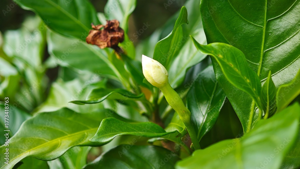 Obraz premium White Gardenia or Cape Jasmine Flower.