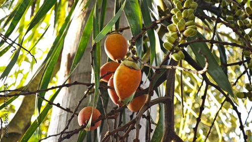 Bunch of areca nut or betel nut is the fruit of the areca palm tree.