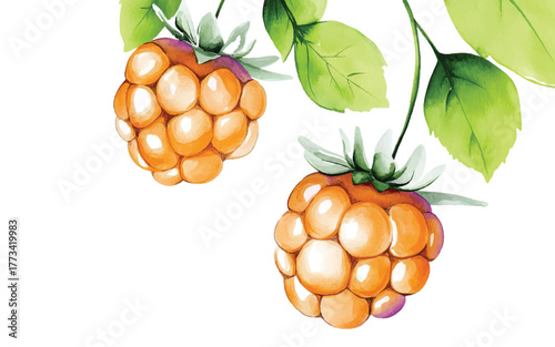 watercolor raspberry berry branch with green leaves illustration hand drawn berries clip art