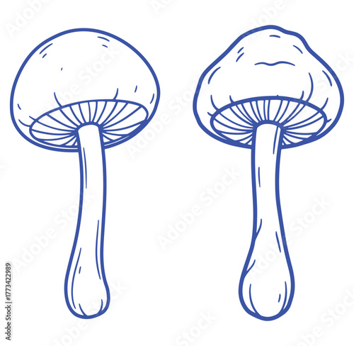 Two blue outline mushrooms illustrating botanical fungi with a simple decorative design