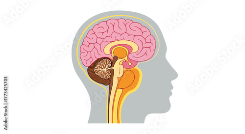 Sagittal view of the human brain showing major structures and the head outline.