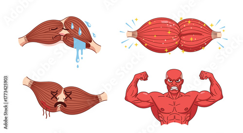 Muscle health and exercise: depictions of injury, recovery, and strength, in an illustrated set of visuals, for health and fitness.