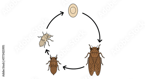 Diagram illustrating the life cycle of a cicada, from egg to adult.