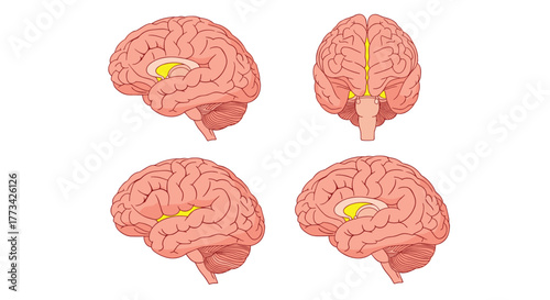 Anatomical illustrations of the human brain highlighting specific regions and structures in different views.