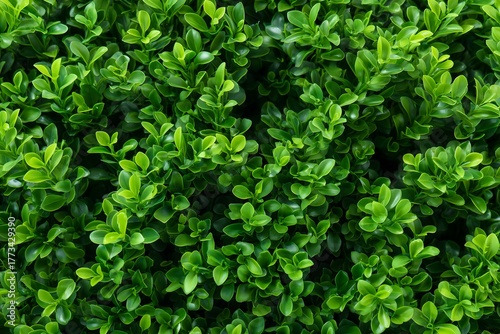 Wallpaper Mural Green leaves creating a natural and vibrant background texture Torontodigital.ca