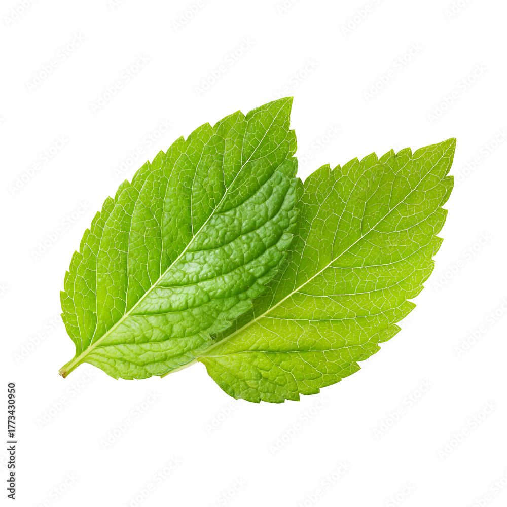 Fototapeta premium Two vibrant green mint leaves with detailed texture isolated on a stark black background