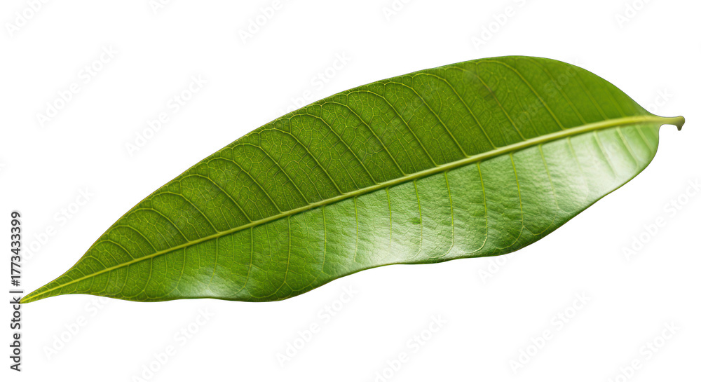 Obraz premium A single green leaf against a greenscreen background.