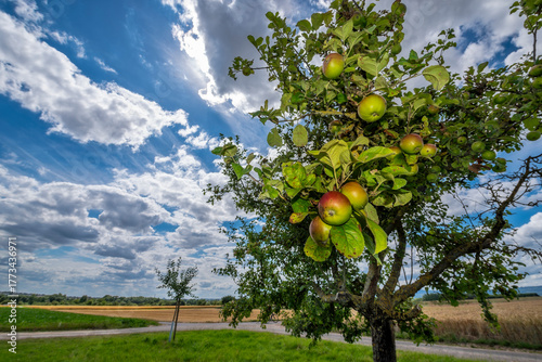 Reife Äpfel an einem Baum auf einer Streuobstwiese in Unteransicht mit der Sonne im Gegenlicht bei aufgelockerter Bewölkung und schönem Wetter