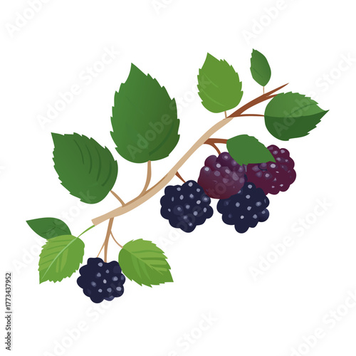 Branch of ripe blackberries in vector format