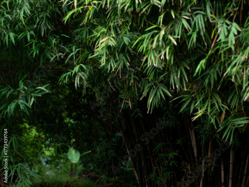 Bamboo Leaves Against Dark Forest Background - Minimalist Natural Frame with Copy Space