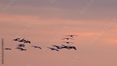 Wallpaper Mural Common Cranes or Eurasian Cranes (Grus Grus) flying in the air during sunset near Diepholz in Germany during the autumn migration.  Torontodigital.ca