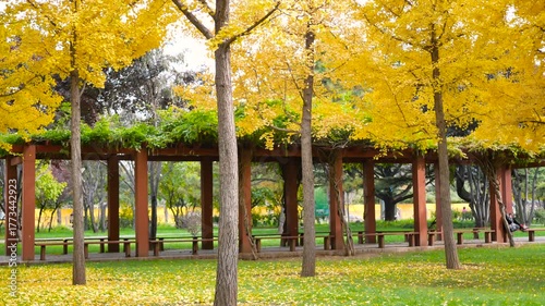 Ginkgo leaves fall slowly from the tree