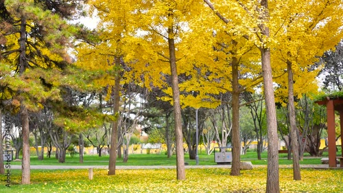 Ginkgo leaves fall slowly from the tree