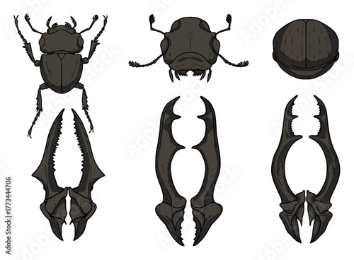 Beetle Mandible Comparative Anatomy - Minimalist Vector Illustration