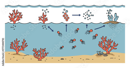 Coral Spawning & Larval Settlement Minimalist Vector Art, Ocean Life