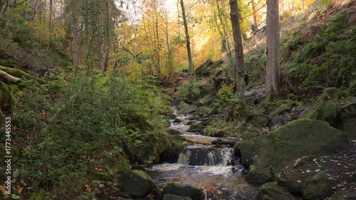 Vibrant mossy autumn woodland and cascading water at Wyming Brook in the Derbyshire, Peak District National Park.