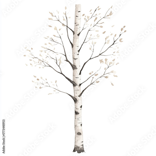Elegant birch tree with white bark and delicate branches against white background.