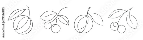 Delicate sketch of jabuticaba fruit with leaves on branches botanical art