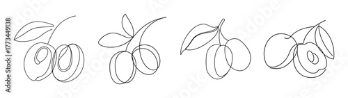 Four line art sketches of jujube fruit on branches with leaves