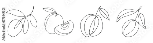 Mamoncillo fruit drawings botanical sketches delicate line art tropical produce