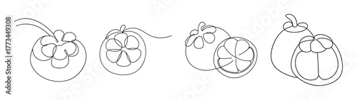 Detailed sketch of mangosteen fruit cut and whole for culinary arts