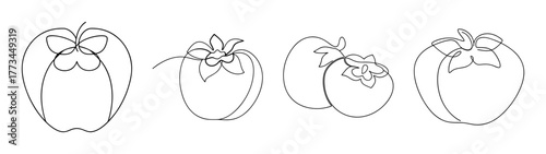Four fuyu persimmons shown from different angles in sketch style
